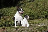 BOSTON TERRIER 154